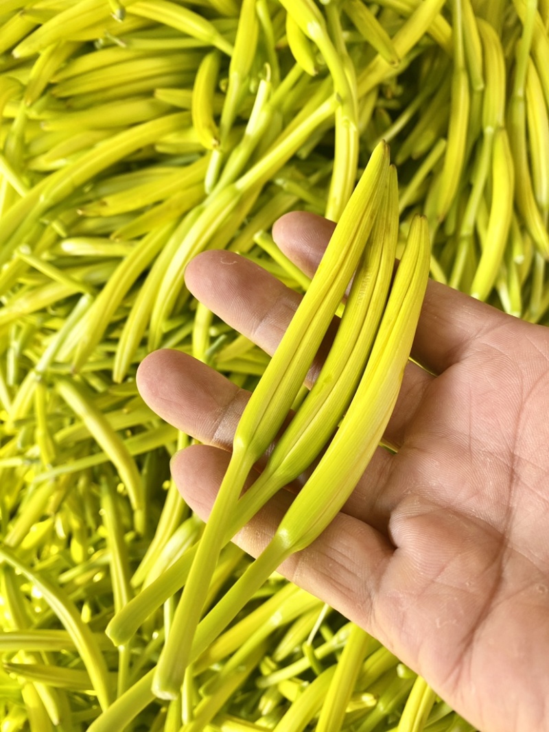 【推荐】2025年优质清水黄花菜原料凉拌黄花菜火锅用料