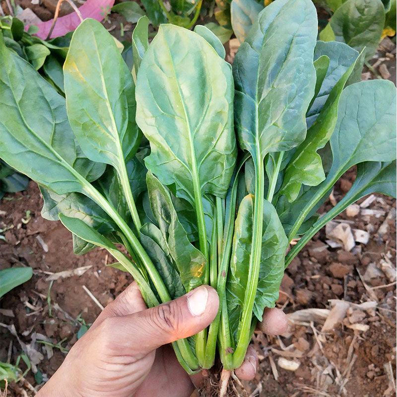 菠菜种子荷兰帝王菠菜种子中熟菠菜种子叶片较大叶色深绿菠菜