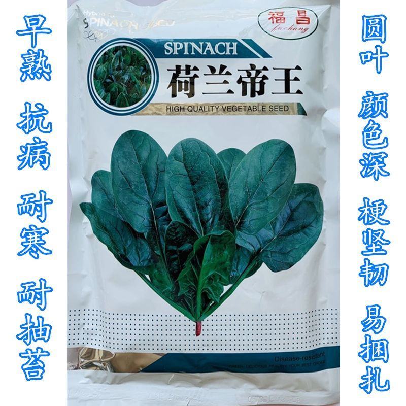 菠菜种子荷兰帝王菠菜种子中熟菠菜种子叶片较大叶色深绿菠菜