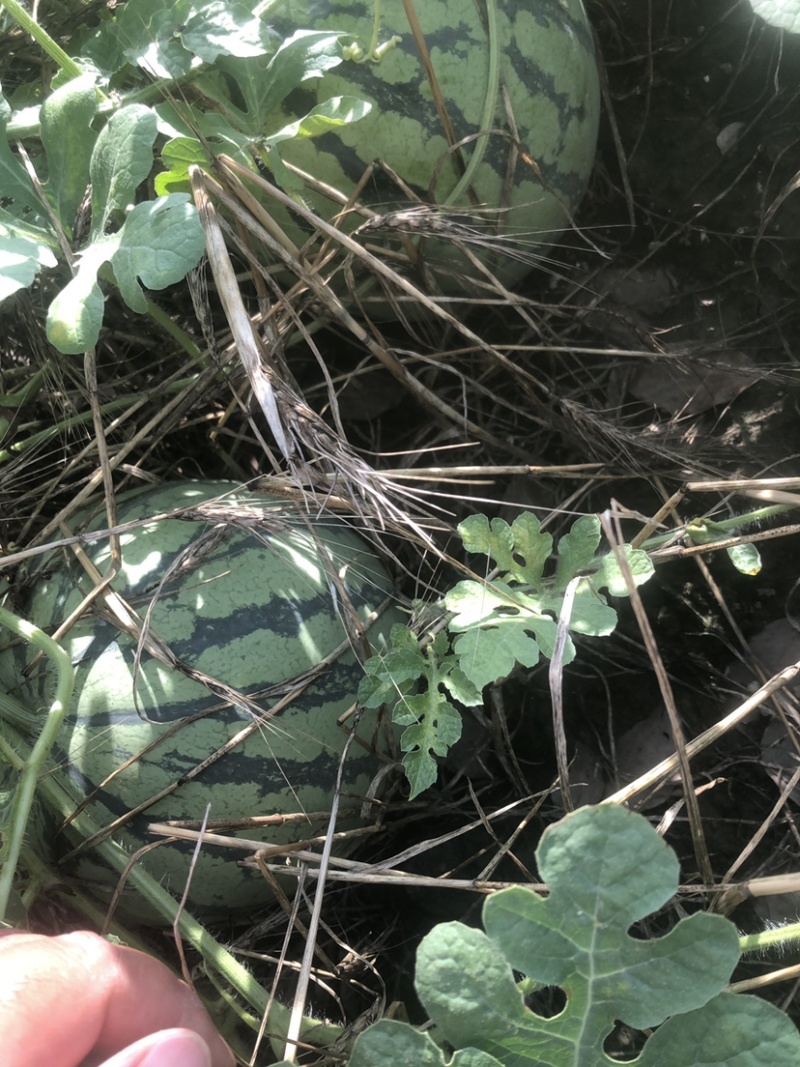 昆山本地区西瓜