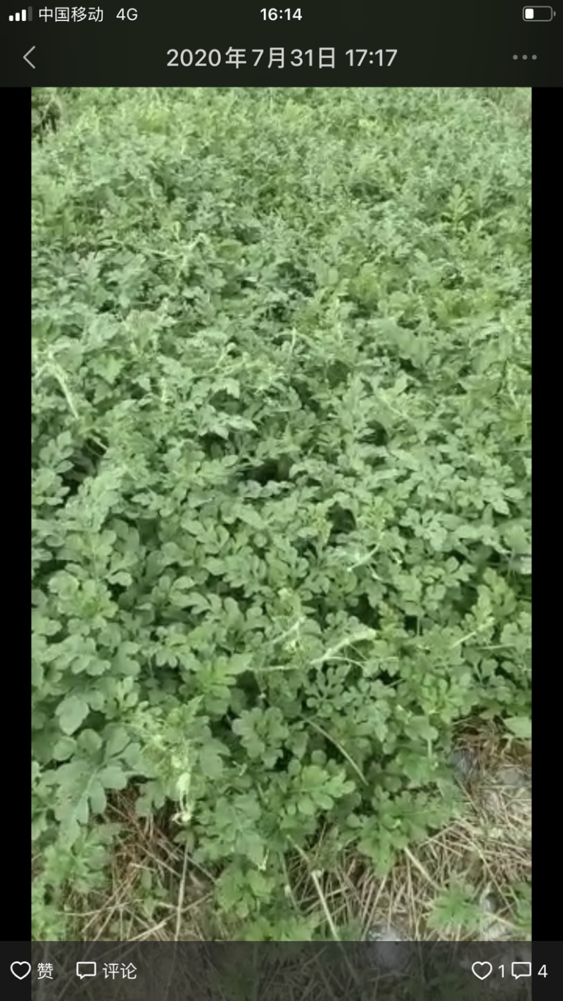 昆山本地区西瓜