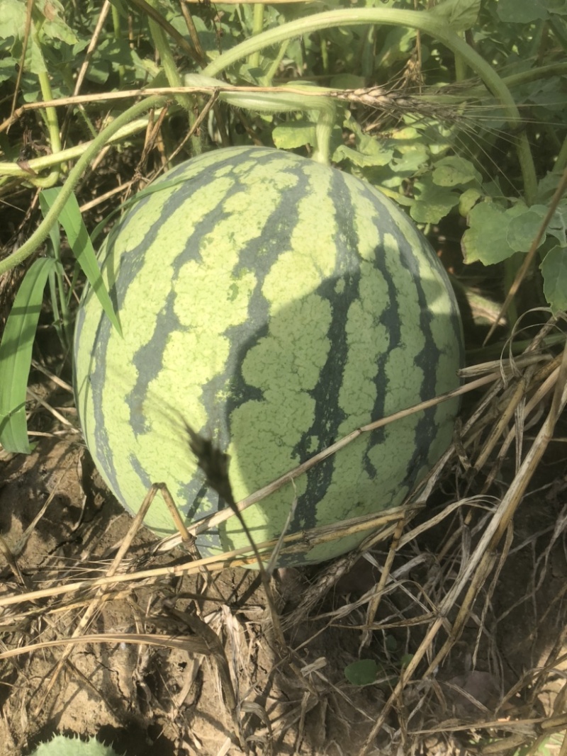昆山本地区西瓜