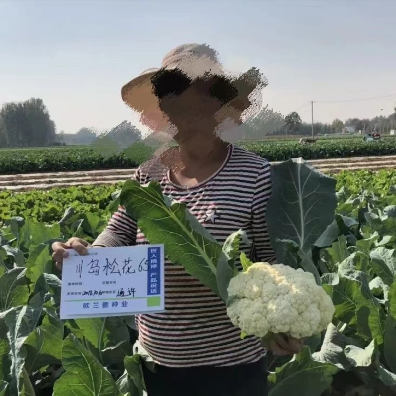 优质松花菜种子欧兰德川岛松花65松花菜种子耐热耐湿春秋