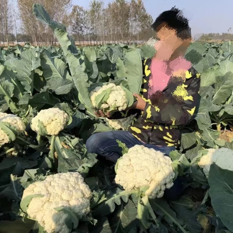 优质松花菜种子欧兰德川岛松花65松花菜种子耐热耐湿春秋