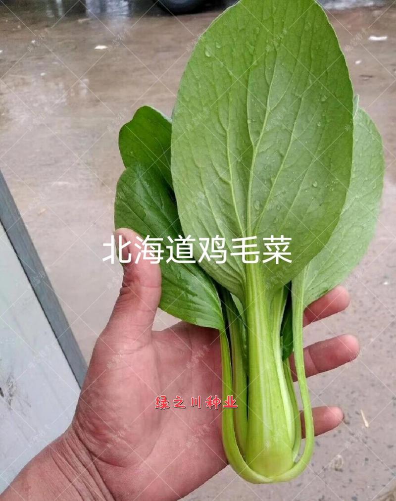 精选鸡毛菜种籽北海道鸡毛菜种子耐热耐雨无焦心，抗病