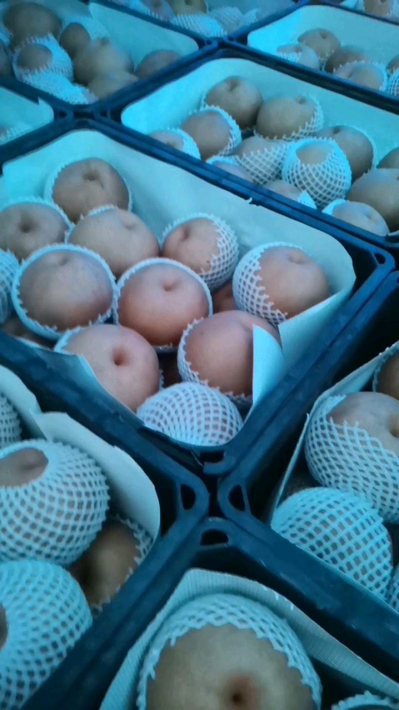 【梨】精品圆黄梨子大量上市皮薄多汁对接电商，批发，