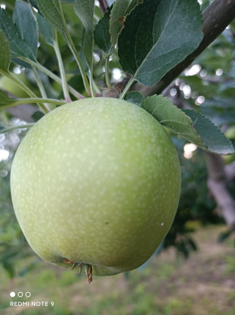 临猗黄土高坡青苹果（嗄啦，美八，华硕，秦星，晨阳，腾木）