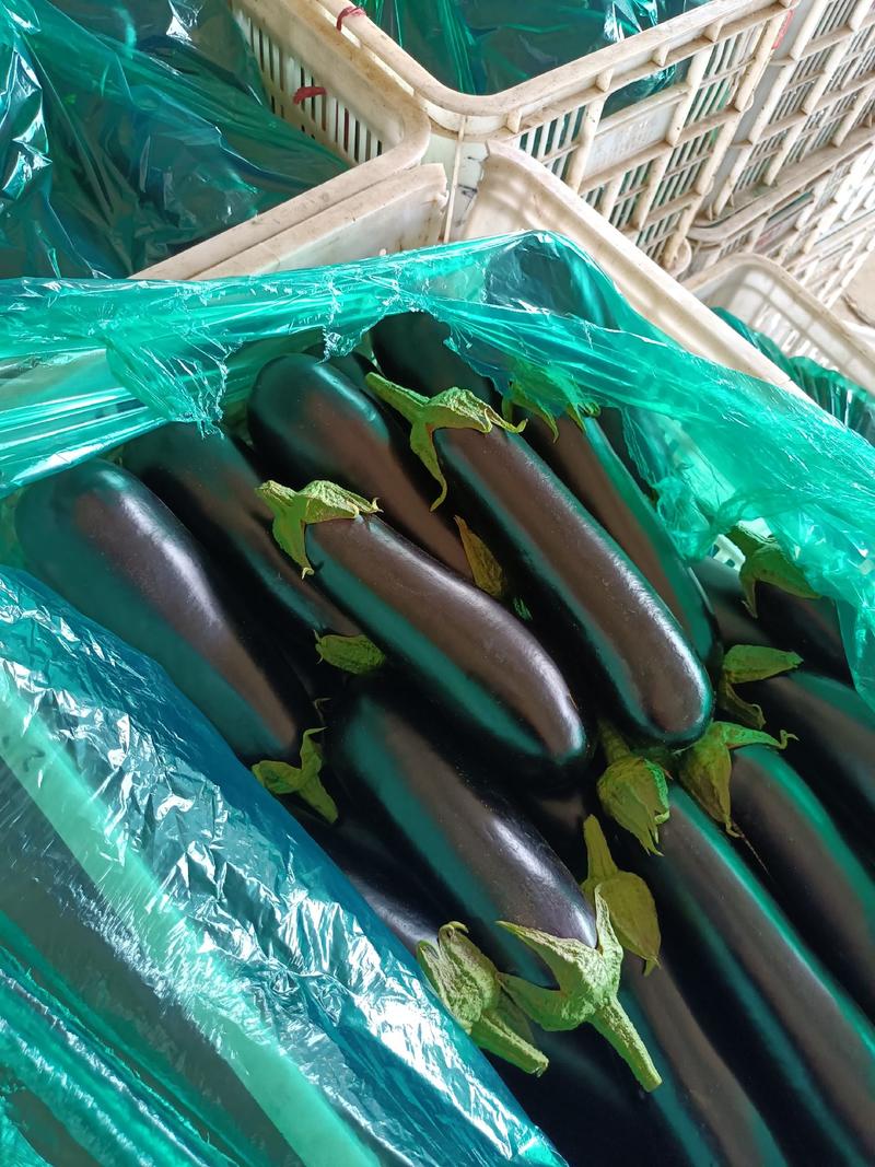 陆地精品绿把黑茄子，质量好可打各种包装