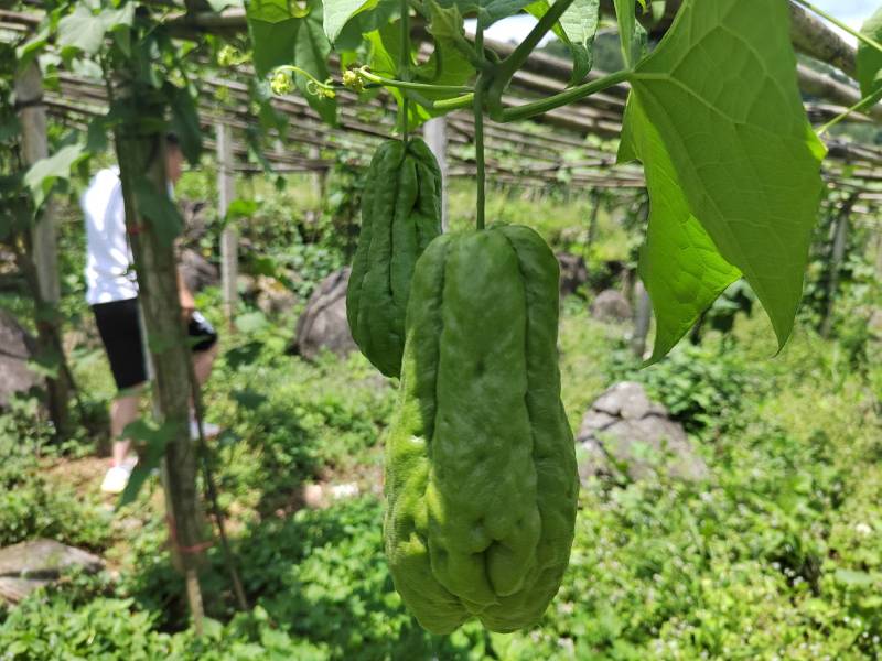 绿皮佛手瓜，来自贵州惠水，基地直供，个头均匀，现摘现发。