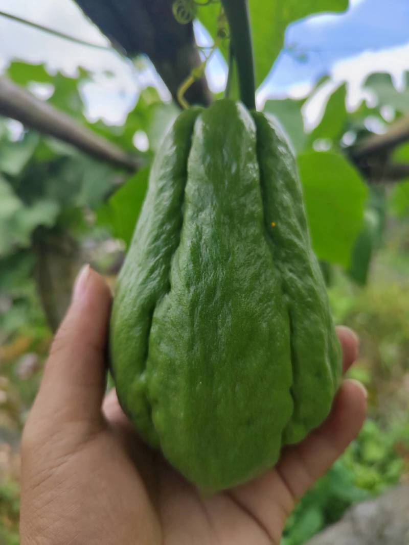 绿皮佛手瓜，来自贵州惠水，基地直供，个头均匀，现摘现发。