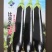 比亚久7152F1绿萼片黑长茄子种子杂交一代黑长茄早熟
