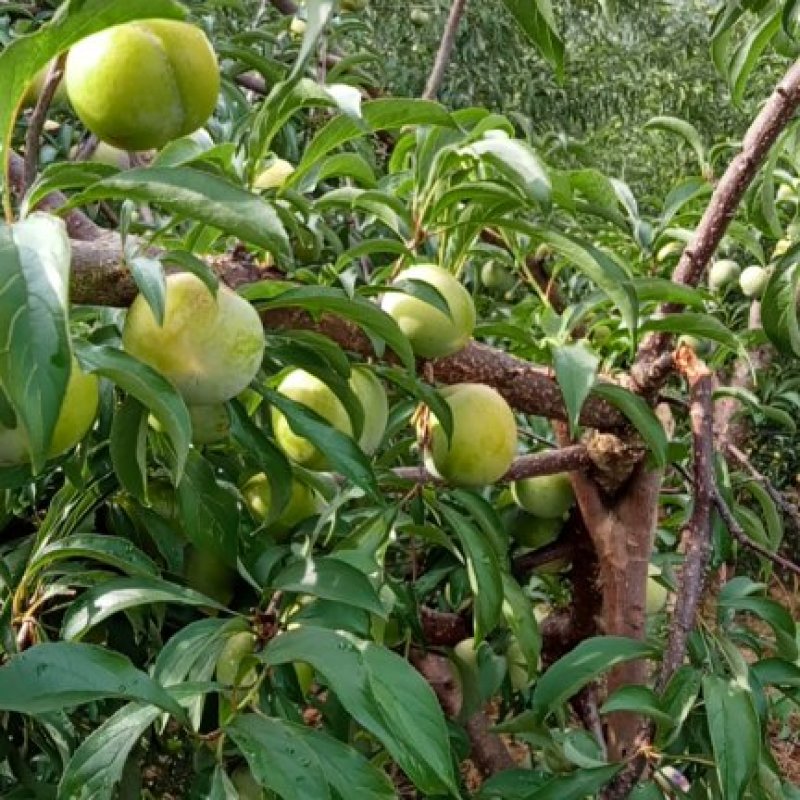 蜂糖李