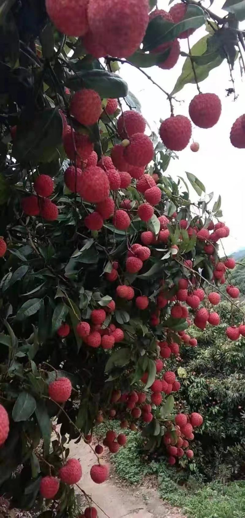 广西贵港桂平麻垌荔枝代办