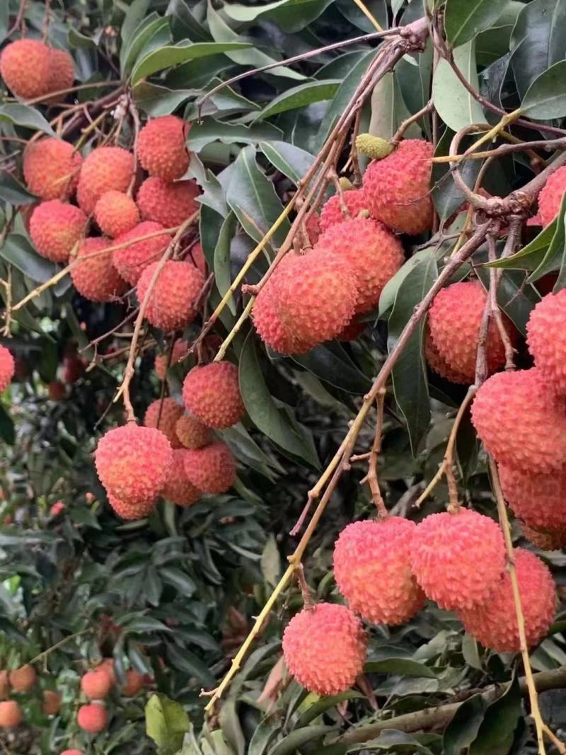 广西贵港桂平麻垌荔枝代办