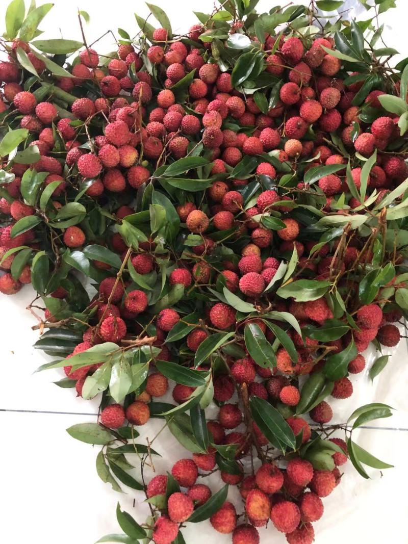 广西贵港桂平麻垌荔枝代办