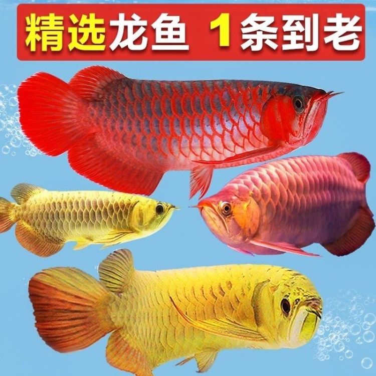 高背金龍 15㎝前後｜アロワナ