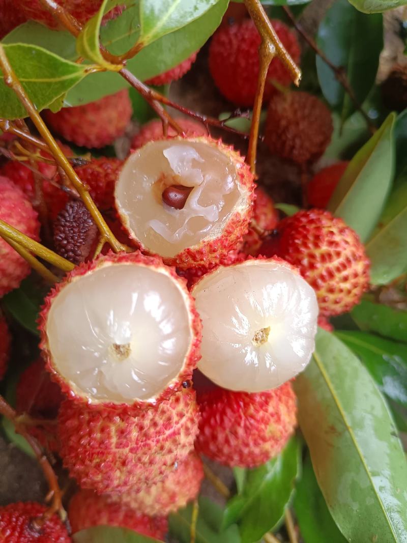广西桂平荔枝，品种有桂味，禾荔为主