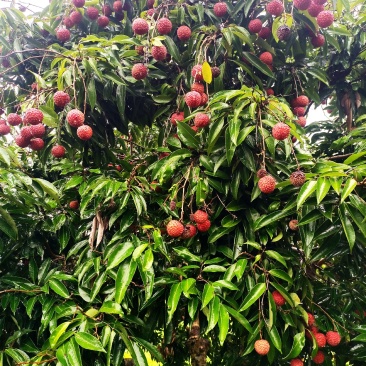 广西桂平荔枝，品种有桂味，禾荔为主