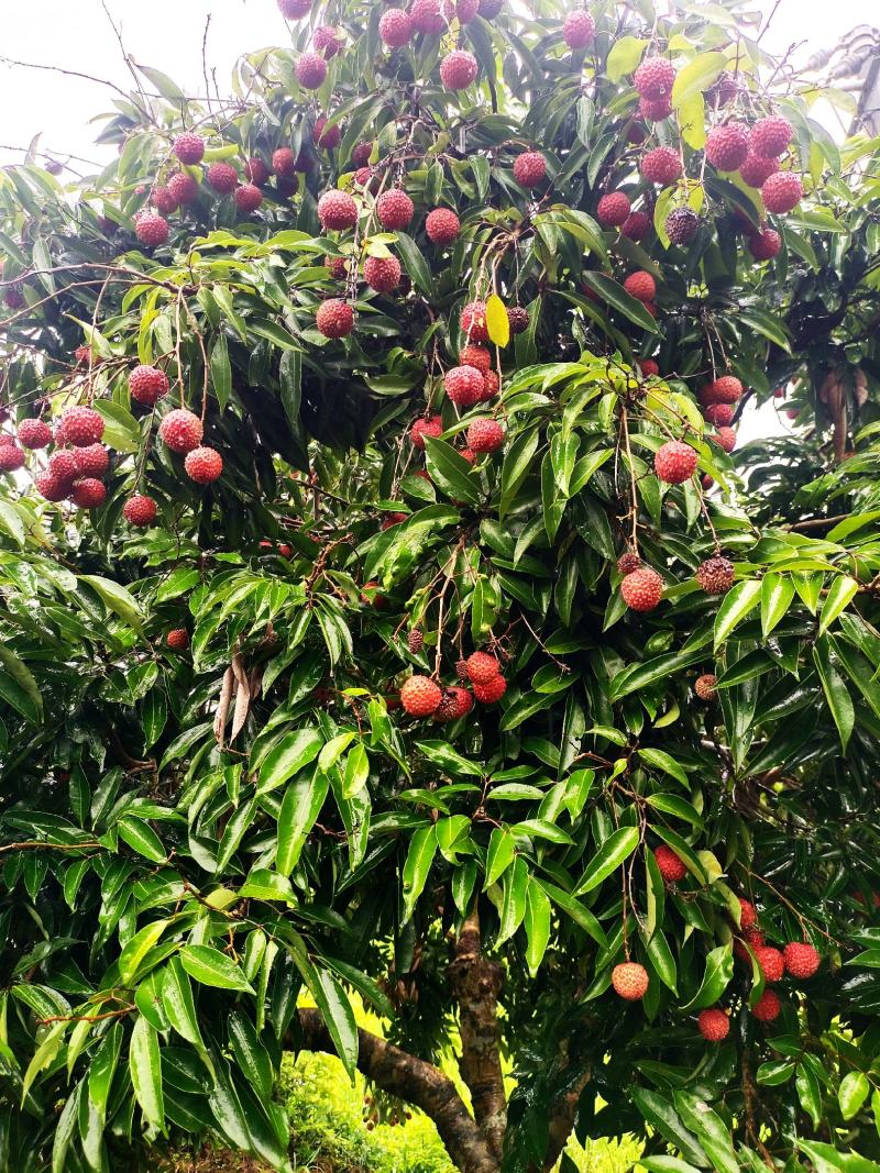 广西桂平荔枝，品种有桂味，禾荔为主