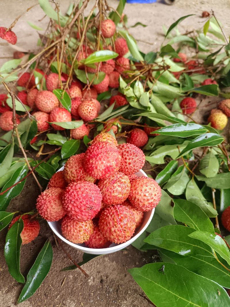 广西桂平荔枝，品种有桂味，禾荔为主