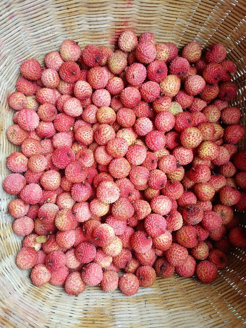 广西桂平荔枝，品种有桂味，禾荔为主