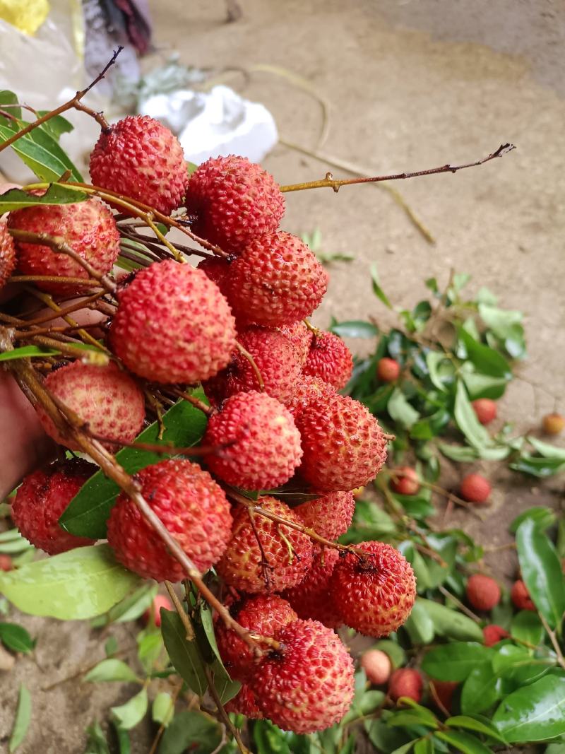 广西桂平荔枝，品种有桂味，禾荔为主
