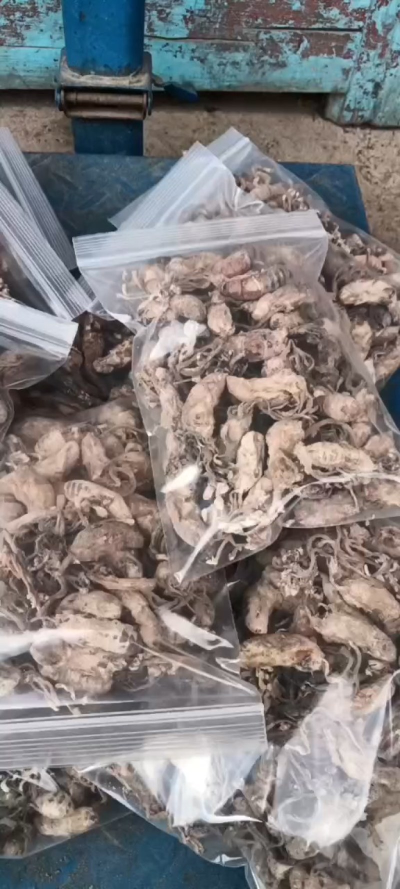 金蝉花干货竹林花纯野生一手货源今年新货产新