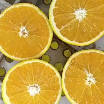 秭归四季鲜橙