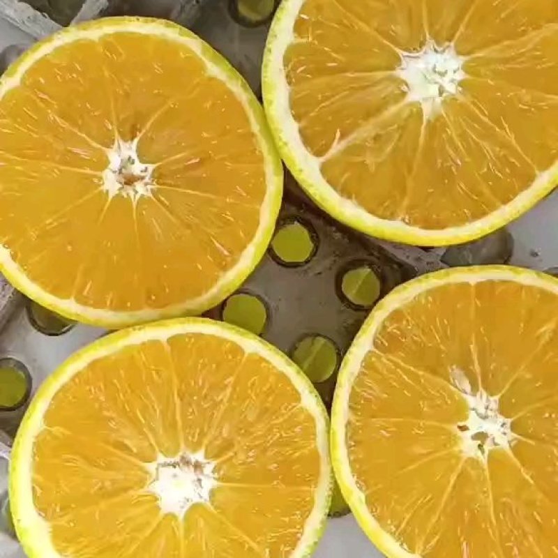 秭归四季鲜橙