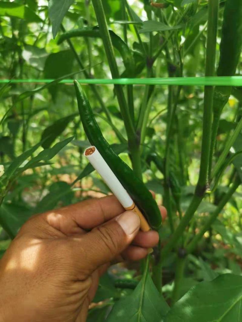 精品小米椒