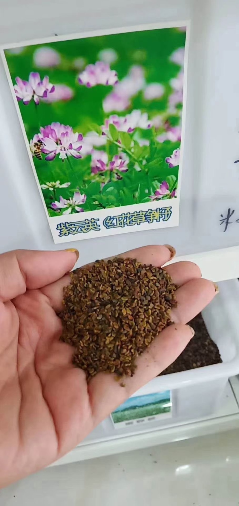 紫云英种子绿肥红花草籽翘摇畜禽牧草景观芽苗野菜养蜂蜜源