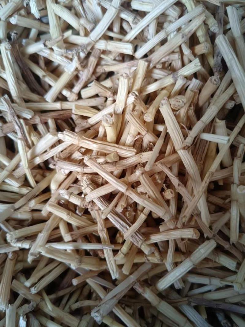 3公分白茅根