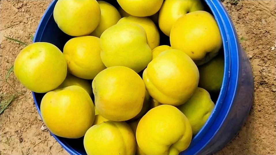 杏果酒成品展示