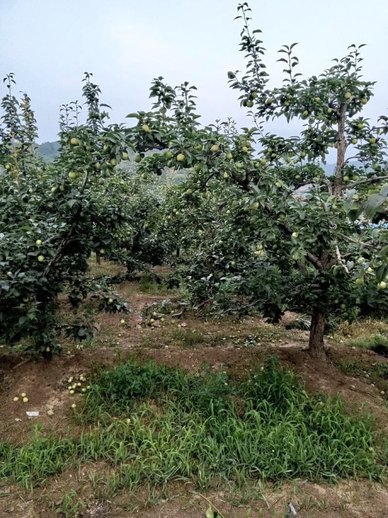 辽宁绥中产地早酥十马上大量上市
