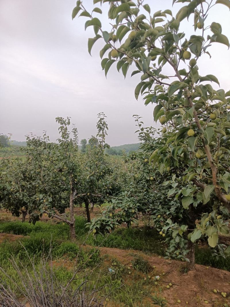 辽宁绥中产地早酥十马上大量上市