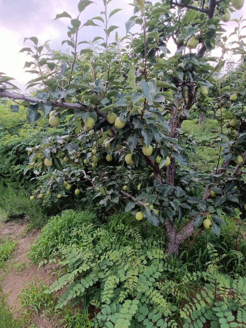 辽宁绥中产地早酥十马上大量上市