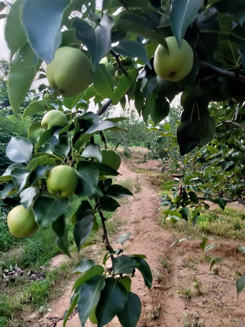 辽宁绥中产地早酥十马上大量上市