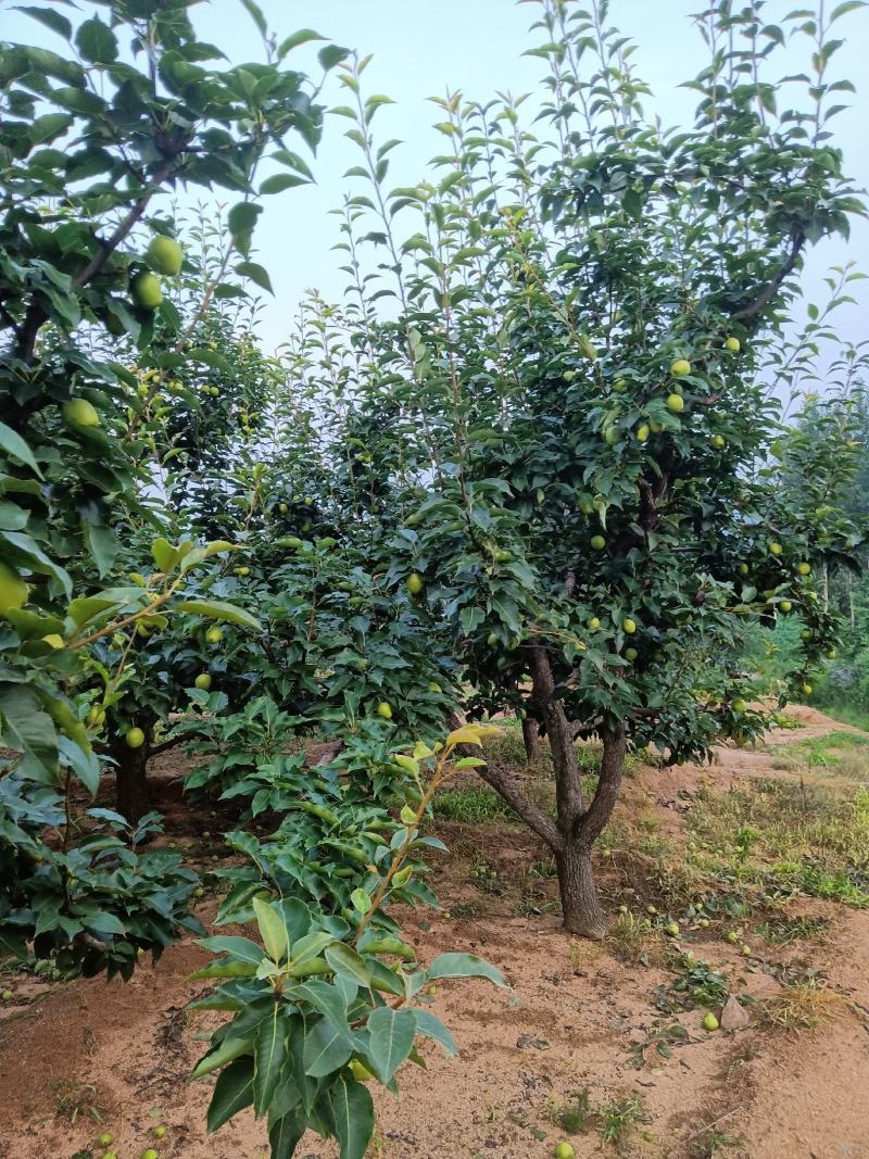 辽宁绥中产地早酥十马上大量上市