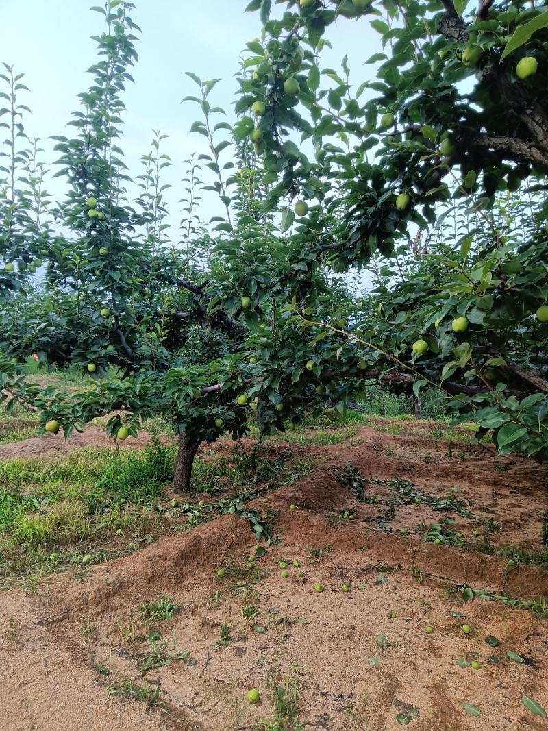 辽宁绥中产地早酥十马上大量上市