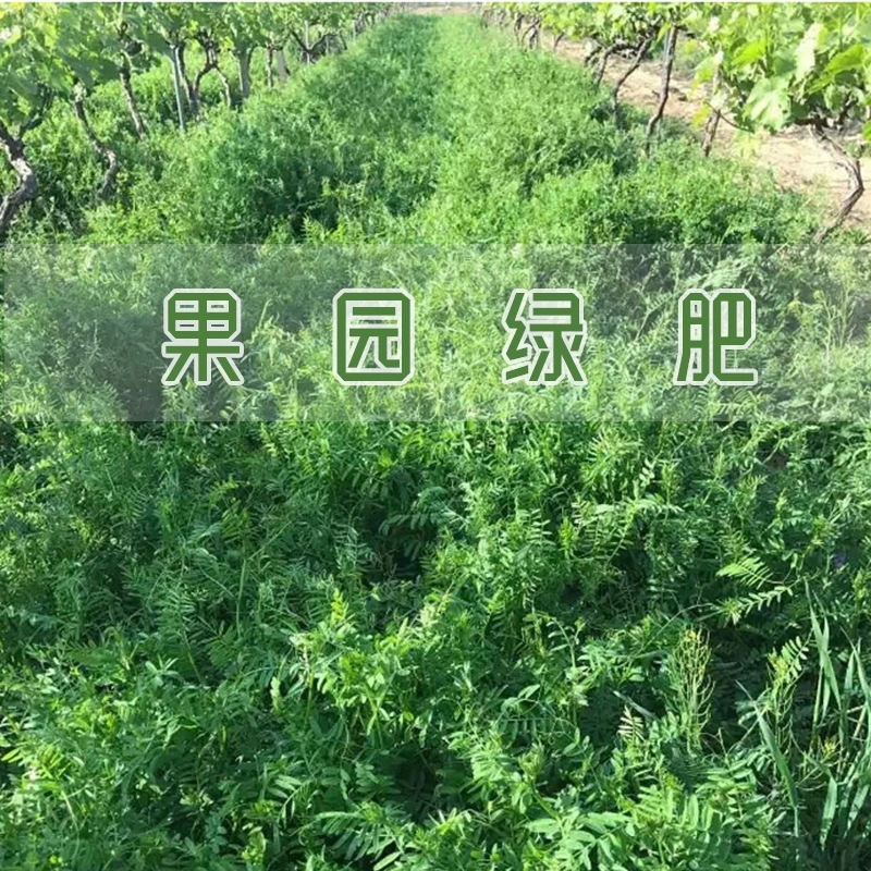 毛苕种子长柔毛野豌豆种籽箭舌豌豆种毛叶光叶紫花苕子毛苕子