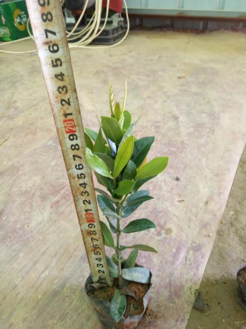 小叶龙船花