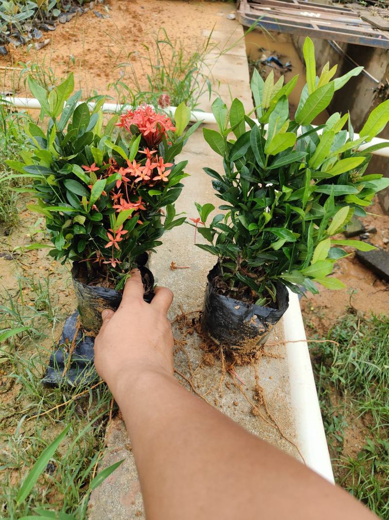 小叶龙船花
