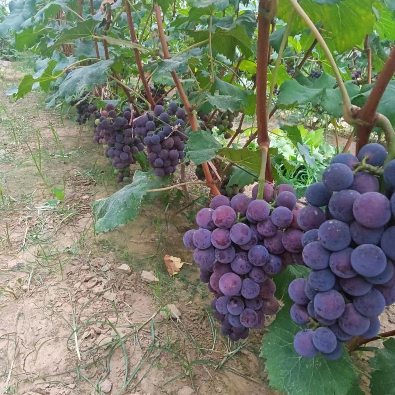 巨峰葡萄上市中，口感甜，价格低，颗粒饱满均匀