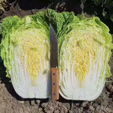 大白菜，秋季白菜，黄山系类，黄心，高装菜