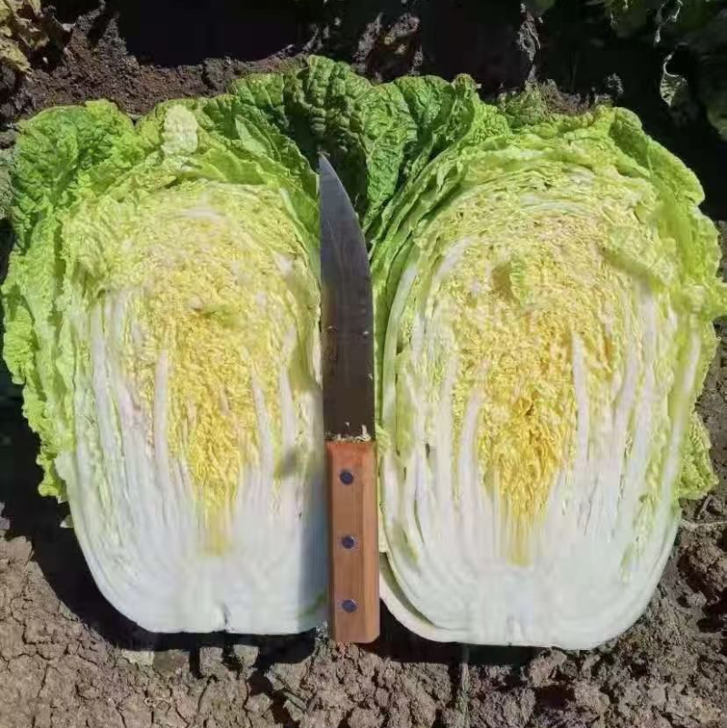 大白菜，秋季白菜，黄山系类，黄心，高装菜
