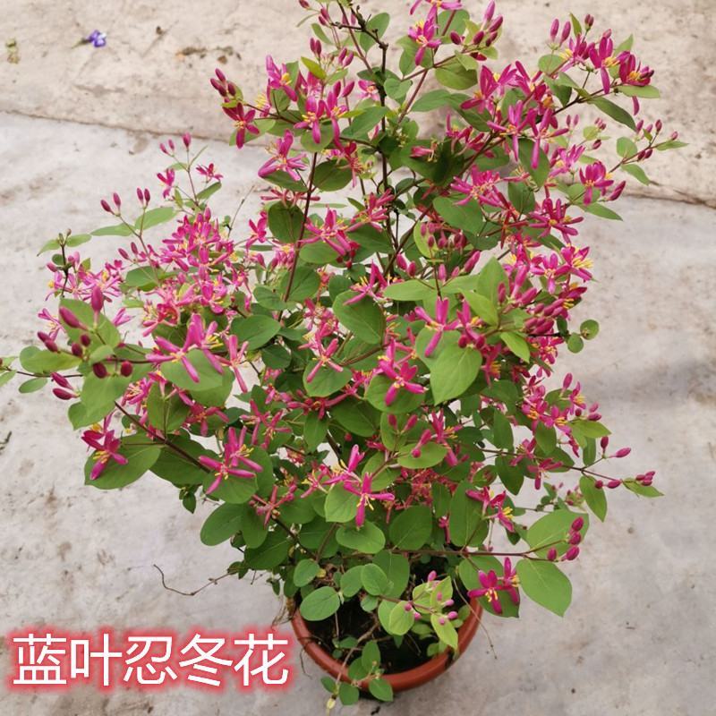 蓝叶忍冬盆栽多年生灌木耐寒耐热四季常绿玫瑰忍冬阳台庭院