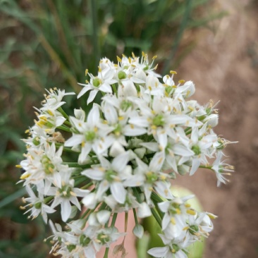 韭花