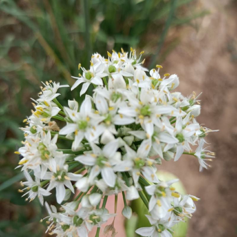韭花