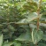 甜柿脆甜柿子苗火罐柿树基地直发南北种植