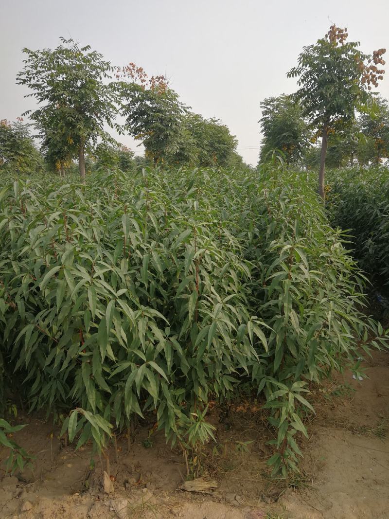 桃树苗秋甜离核中桃22突围黄金蜜中秋王蟠桃早晚熟